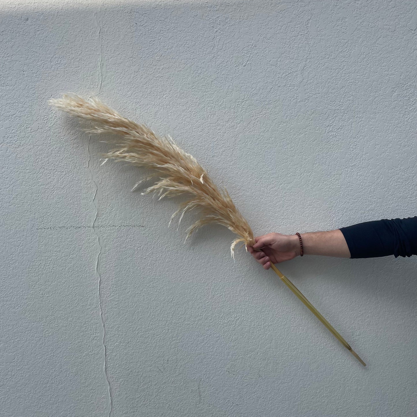 Natural Beige Dried Pampas Grass