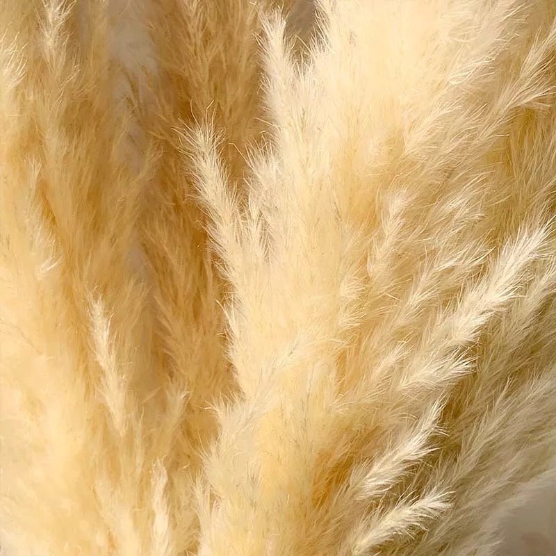 Natural Beige Dried Pampas Grass