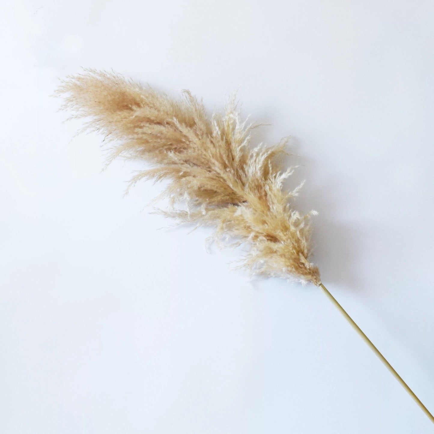 Natural Beige Dried Pampas Grass