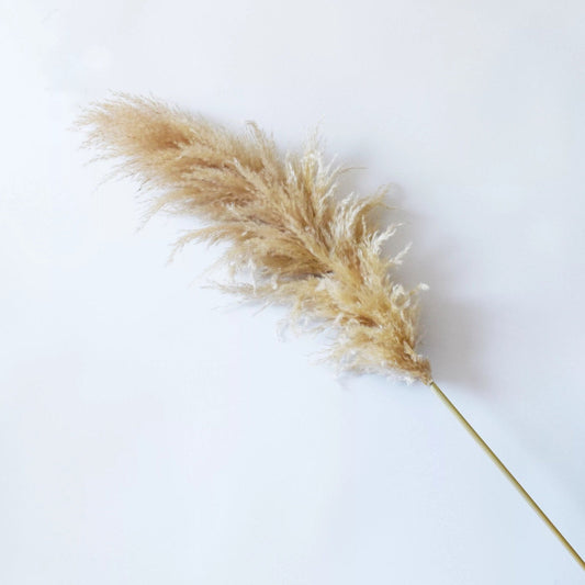 Natural Beige Dried Pampas Grass