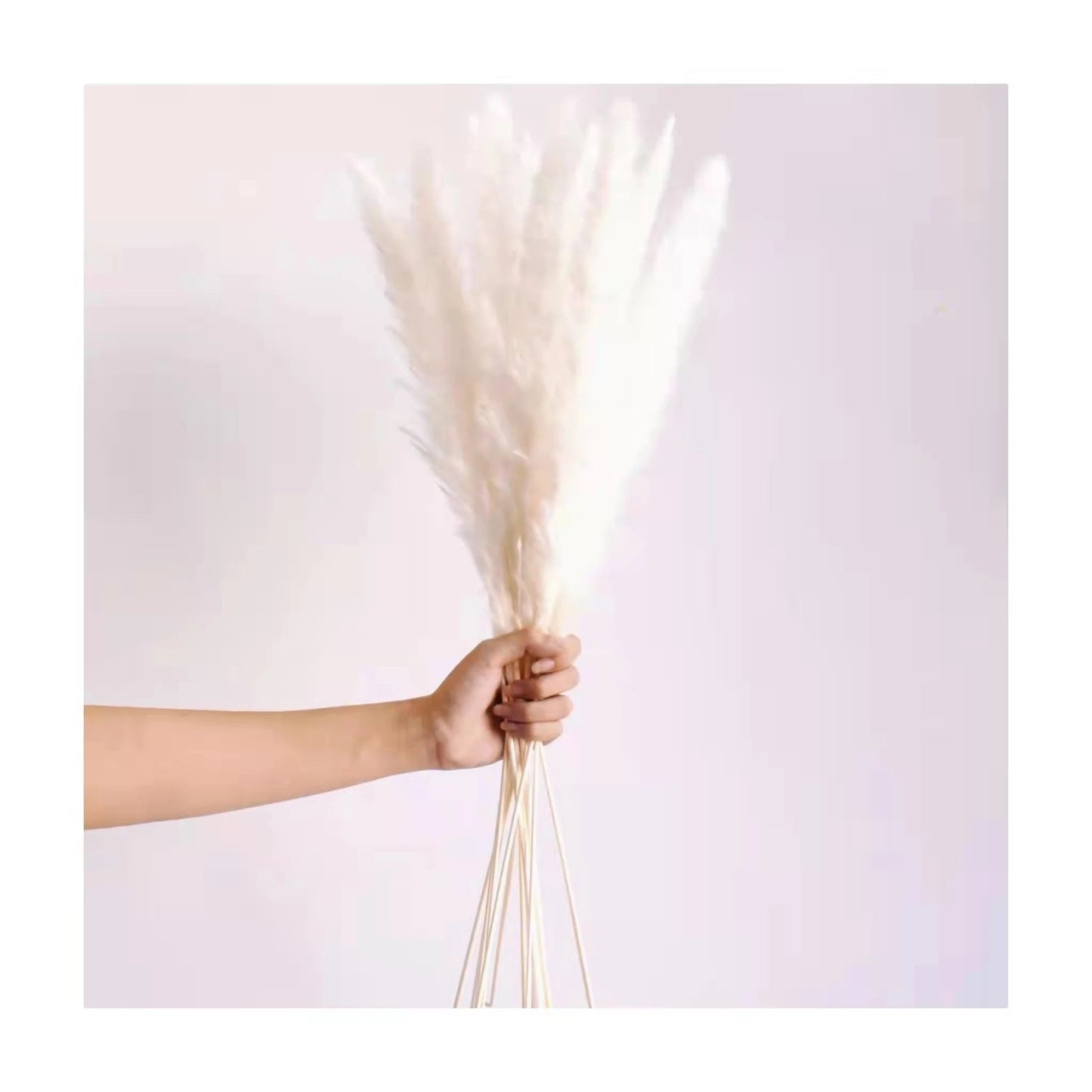 Natural dried baby pampas - SHAGHAF HOME