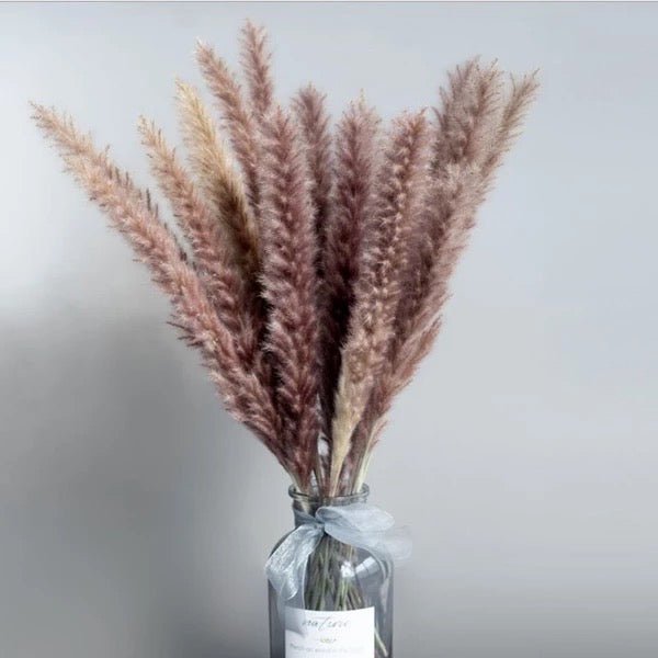 Natural dried baby pampas